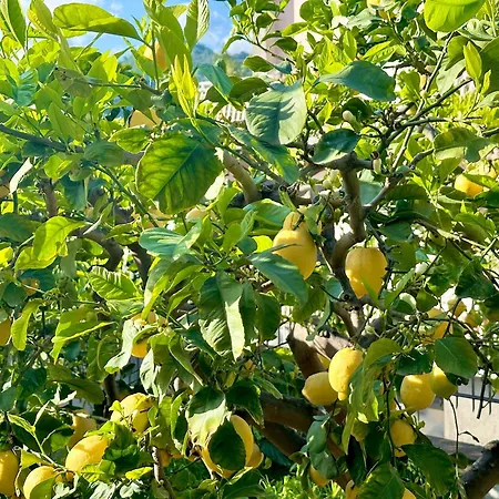 Апартаменты Lemon House Таормина
